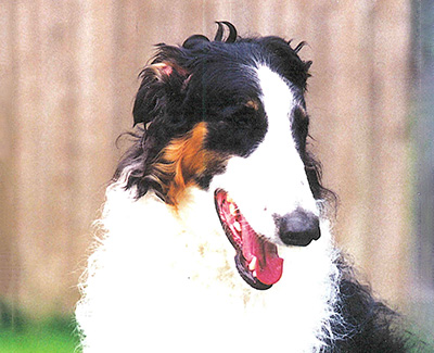 Top Obedience Borzoi 2003